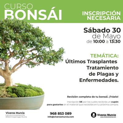 Curso de bonsái sábado 30 de mayo: Últimos trasplantes, plagas y enfermedades
