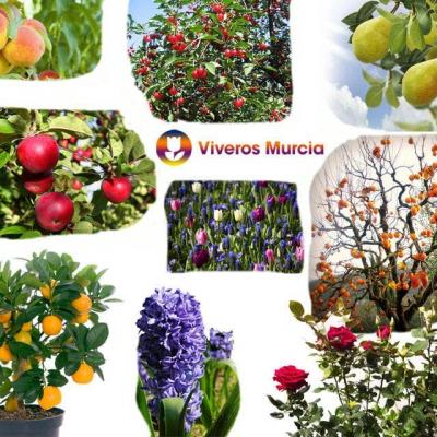¡¡Ya han llegado las Plantas de Invierno!!