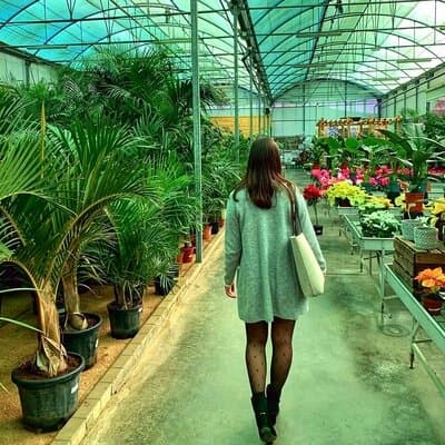 Beneficios que nos aportan las plantas en casa