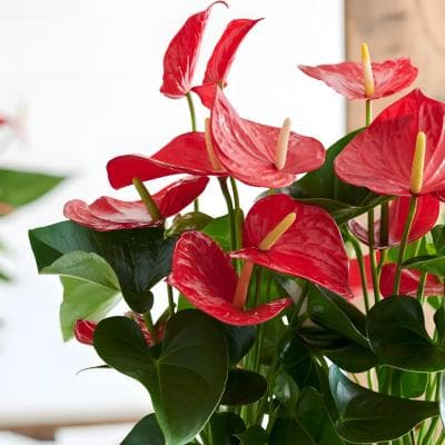 Anthurium Minesota es una planta tropical atractiva y fácil de cuidar que puede añadir un toque de belleza y tranquilidad a cualquier hogar