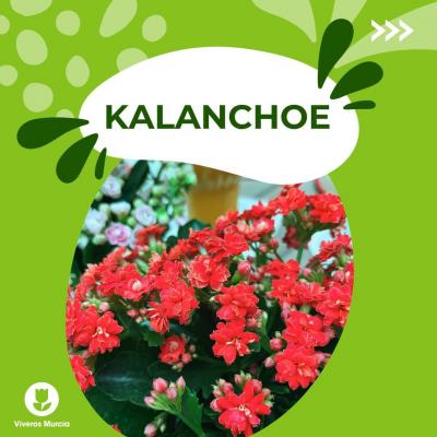 Descubre todo sobre la Kalanchoe: sus cuidados sencillos, simbolismo y hermosas floraciones. ¡Ideal para principiantes y amantes de las plantas!