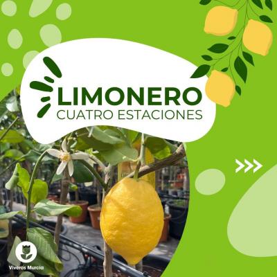 Descubre el Limonero Cuatro Estaciones: una planta productiva todo el año, fácil de cuidar y rica en simbolismo. ¡Ideal para tu jardín o terraza!