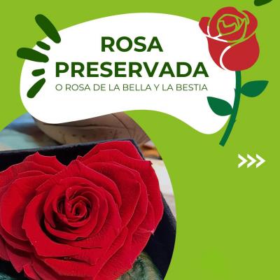 Descubre la belleza inmutable de la Rosa Preservada, inspirada en el cuento clásico. ¡Conoce sus cuidados, simbolismo y cómo adquirirla!
