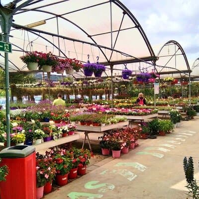 Las plantas colorean los balcones y terrazas de los murcianos