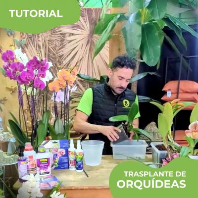 Descubre cómo trasplantar orquídeas con corteza de pino y maceta transparente. ¡Cuida tus plantas y disfruta de flores más duraderas!