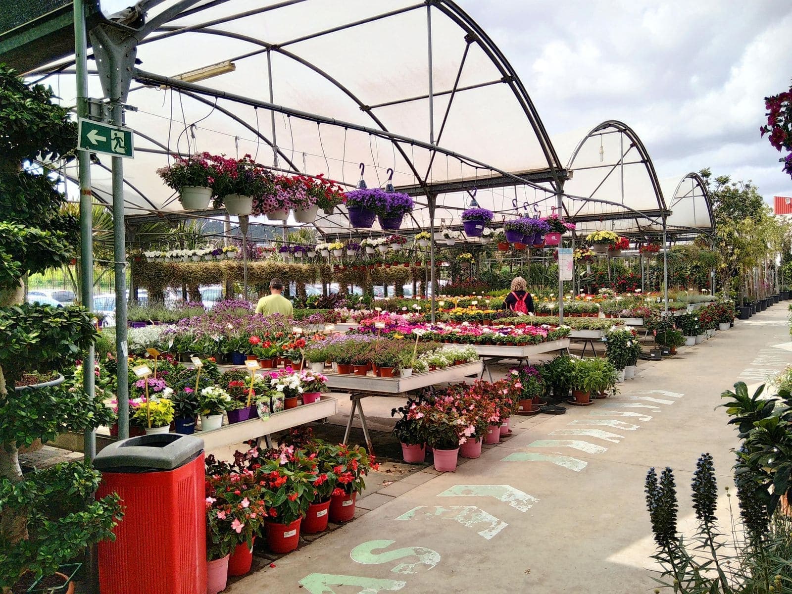 Las plantas colorean los balcones y terrazas de los murcianos