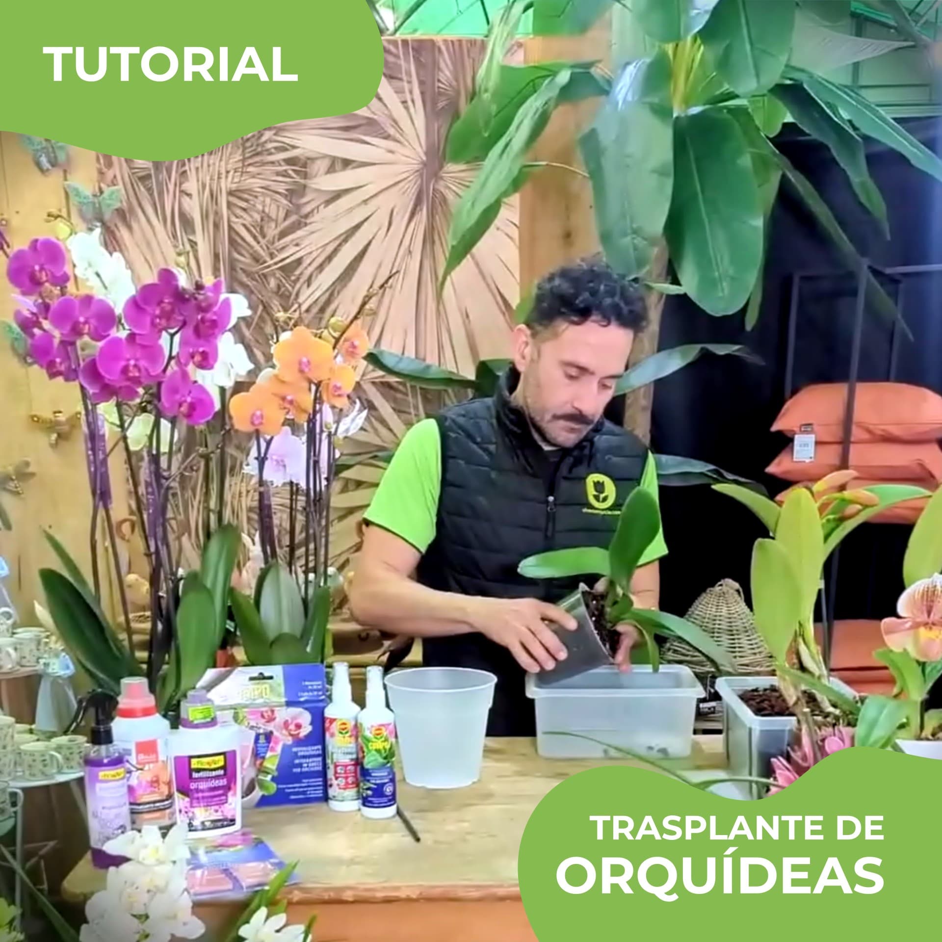 Descubre cómo trasplantar orquídeas con corteza de pino y maceta transparente. ¡Cuida tus plantas y disfruta de flores más duraderas!